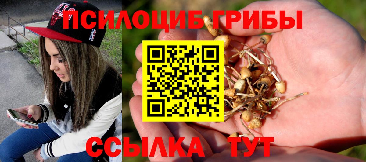 Котлас  Псилоцибиновые грибы мицелий  Вход с VPN 